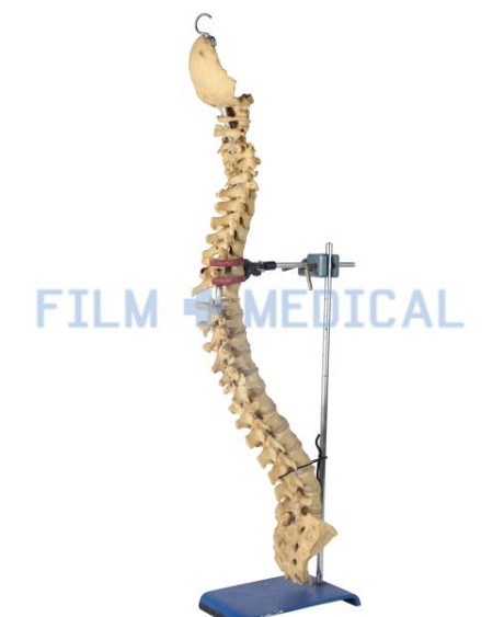 Spine Model On Retort Stand